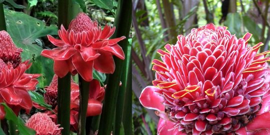 10 Manfaat Daun Kecombrang untuk Kesehatan Tubuh, Bantu Cegah Kerusakan Sel Tubuh