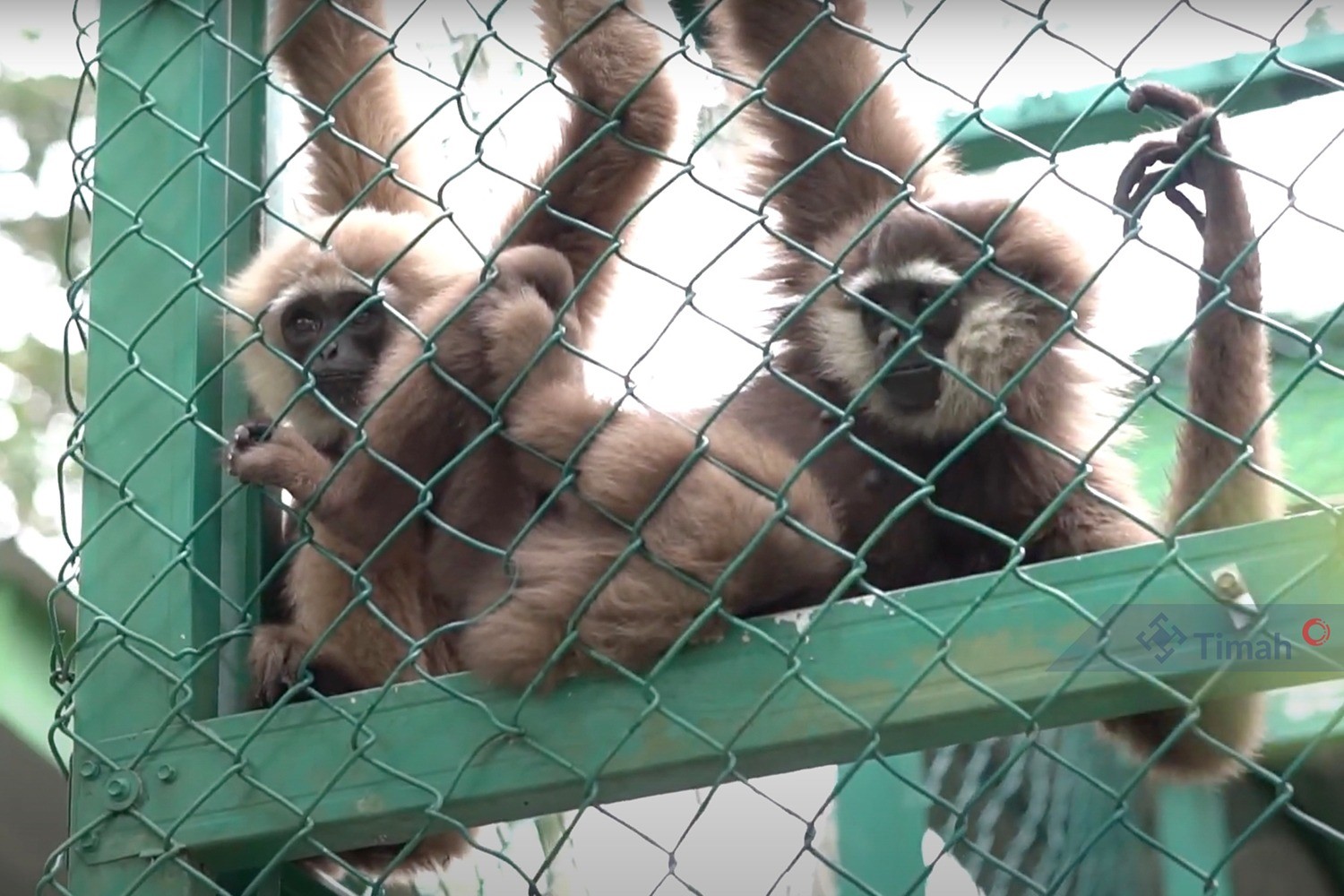 Ratusan Satwa Diselamatkan di PPS Alobi Air Jangkang