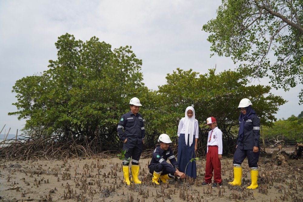 2016-2022, PT Timah Tanam 44.050 Mangrove