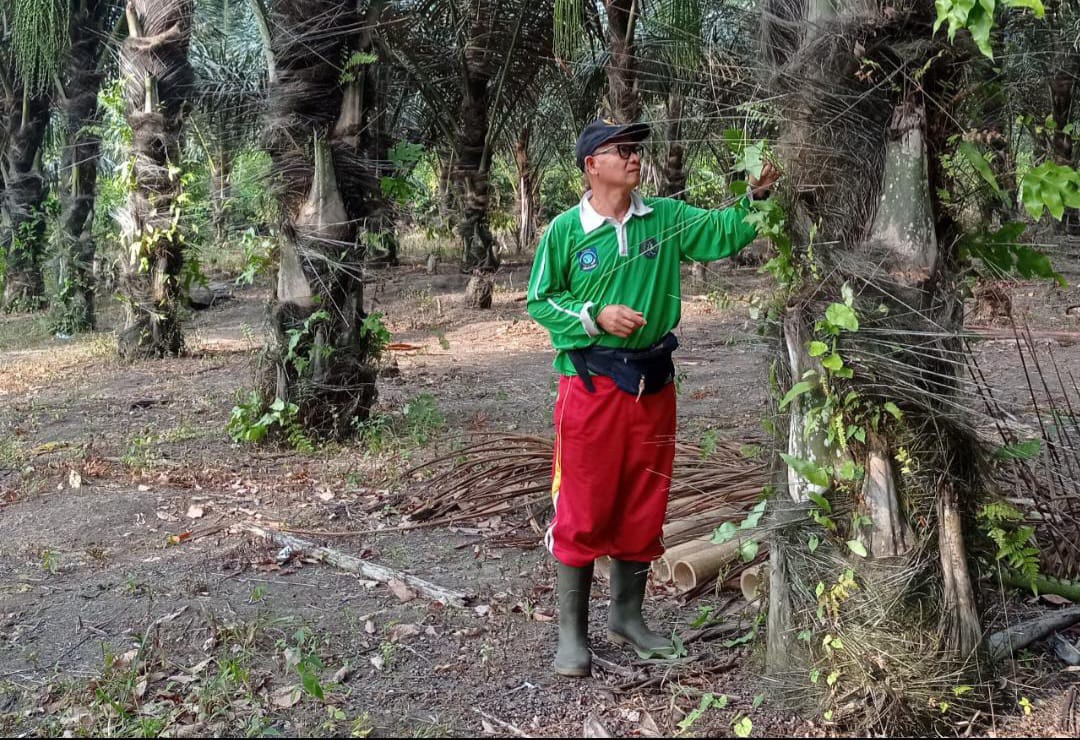 Anggota DPRD Ini Ajak Masyarakat Tanam Pohon Aren di Belakang Rumah