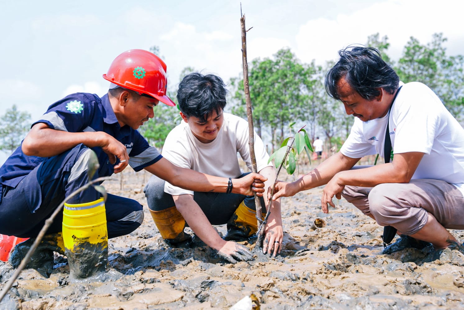 5000 Mangrove Rhizopora Ditanami di Pantai Tanjung Pak Dan