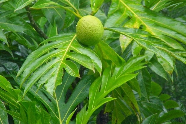 6 Manfaat Daun Sukun, Meningkatkan Kesehatan Serta Efektif Lancarkan ASI Secara Herbal