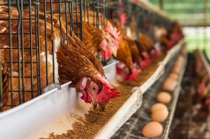 3 Cara Beternak Ayam Petelur Rendah Risiko dan Menguntungkan, Cocok untuk Pemula