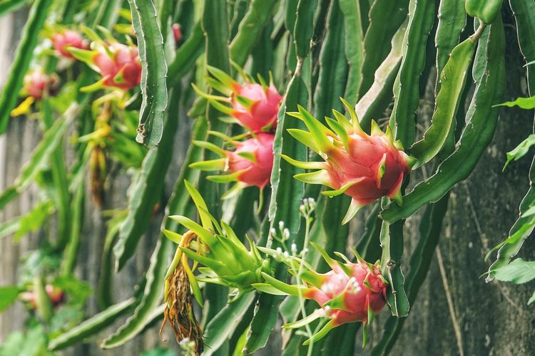 7 Cara Menanam Buah Naga dengan Baik dan Benar Agar Cepat Berbuah, Prospek Menjanjikan