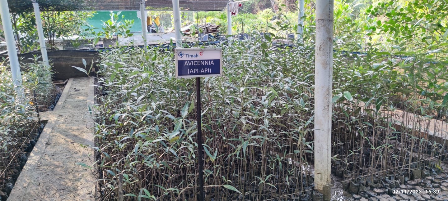 Ribuan Bakau di Nursery Mangrove Siap Tanam