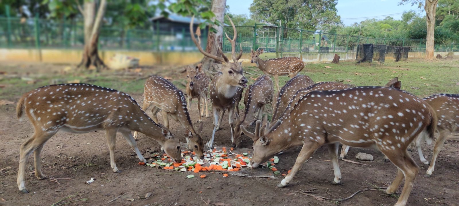 Lindungi Satwa di Bangka Belitung, PT Timah Gandeng Alobi