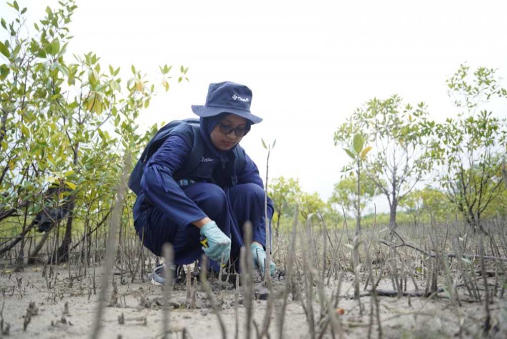 Wujudkan NZE 2060 Mendatang, PT Timah Terus Tanam Mangrove