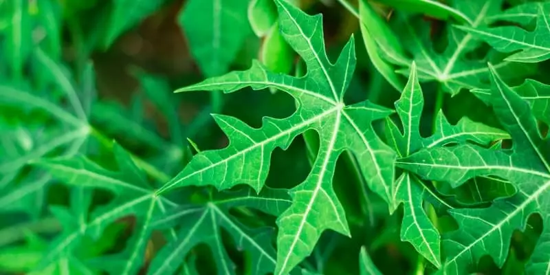 8 Manfaat Daun Pepaya Jepang, Si Pahit Dapat Mencegah Kanker dan Anemia