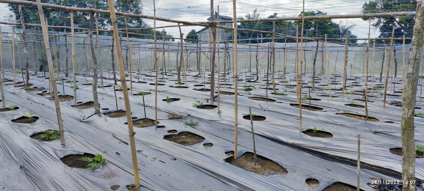 Produksi Sayur Poktan Maulana Bukit Tani Meningkat Berkat Hand Traktor