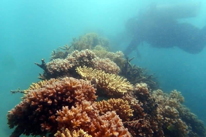 Cantiknya Coral Garden Pulau Putri