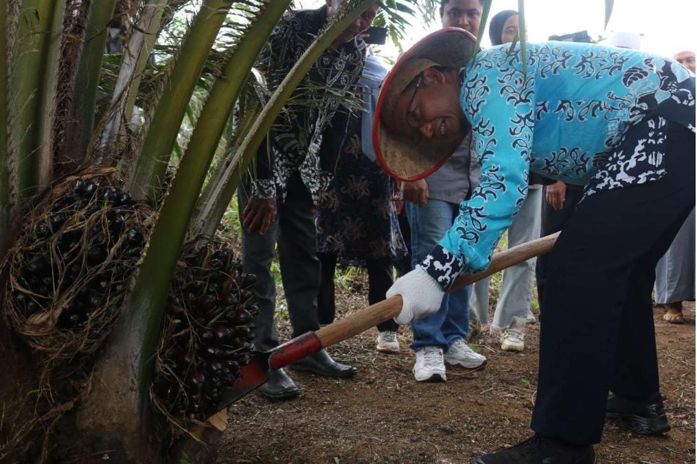 Algafry Mendodos Sawit