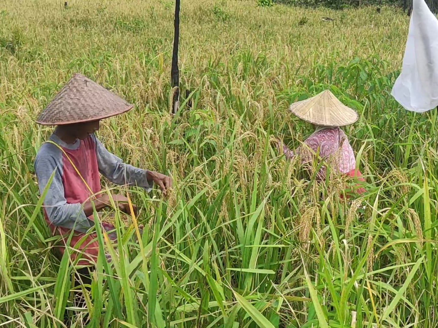 Mulai Panen Padi, Yamun: InsyaAllah Beras Aman Selama Setahun