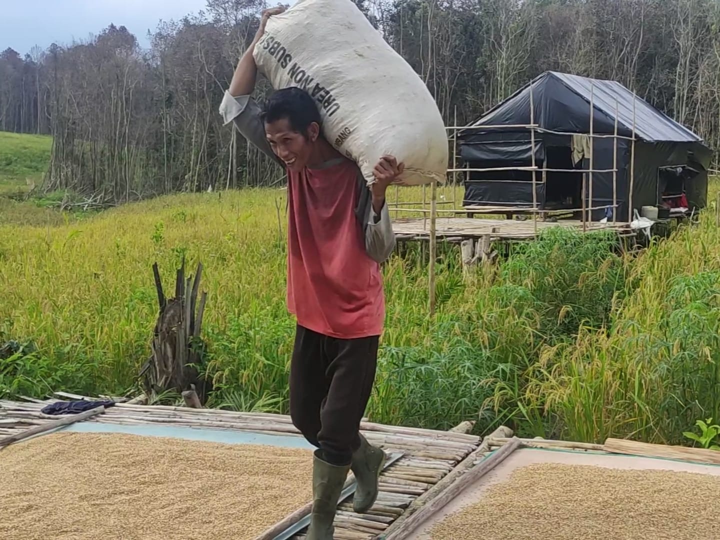 Berkat Tradisi Behume, Stok Beras Yamun Aman Selama Setahun