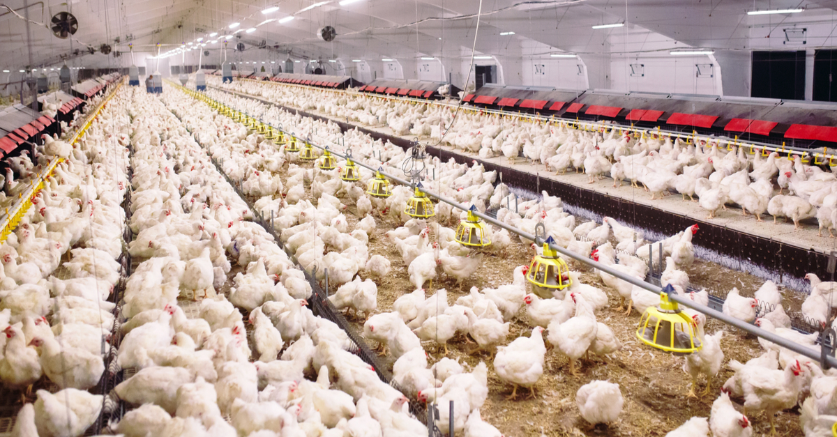 Begini 5 Cara Ternak Ayam Broiler, Cepat Panen Untung Melimpah