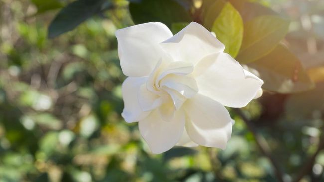 Mengenal 4 Manfaat Daun Kacapiring, Obat Herbal yang Jadi Tanaman Hias dan Bisa Atasi Diabetes!