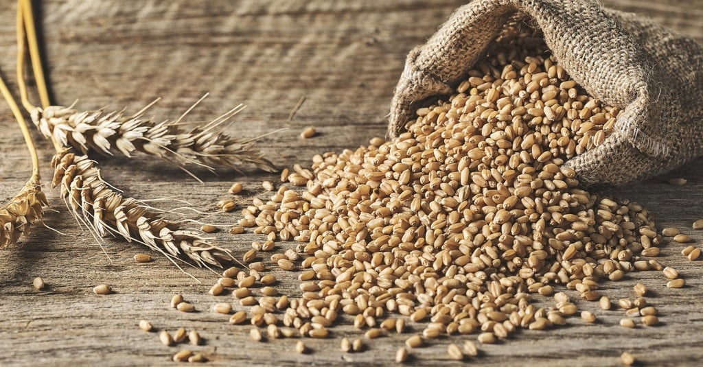 8 Manfaat Gandum bagi Tubuh dan Kesehatan, Tingkatkan Sistem Imun dan Bisa Cegah Obesitas