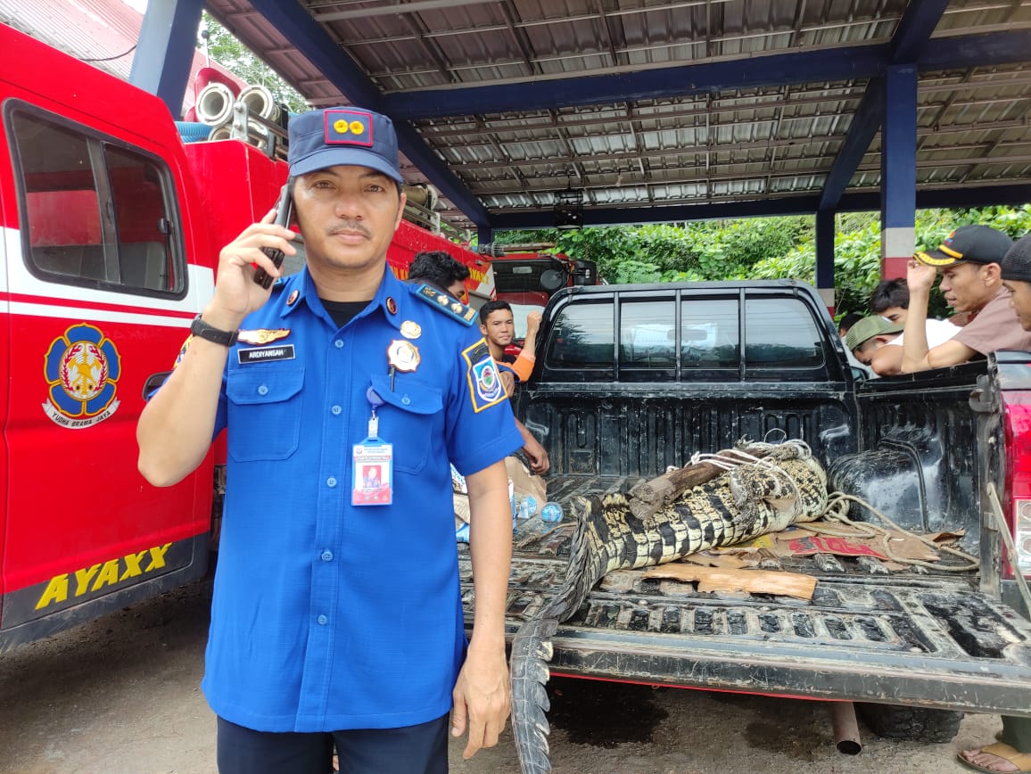Bukannya Ikan, Nelayan Toboali Justru Dapat Buaya Tiga Meter