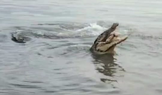 Buaya Tiga Meter Sering Muncul di Laut Toboali, Nelayan Ketakutan