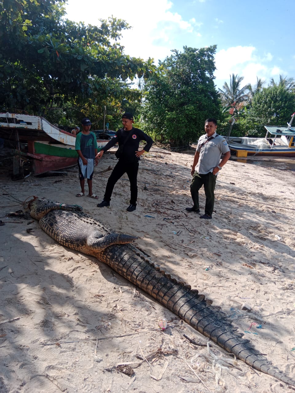 Nelayan Tangkap Buaya 4,5 Meter