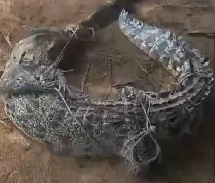 Tersangkut Jaring, Buaya 2 Meter Ditangkap Nelayan