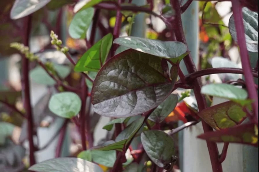 Rahasia Kesehatan Tersembunyi, 5 Manfaat Tanaman Liar untuk Kesehatan