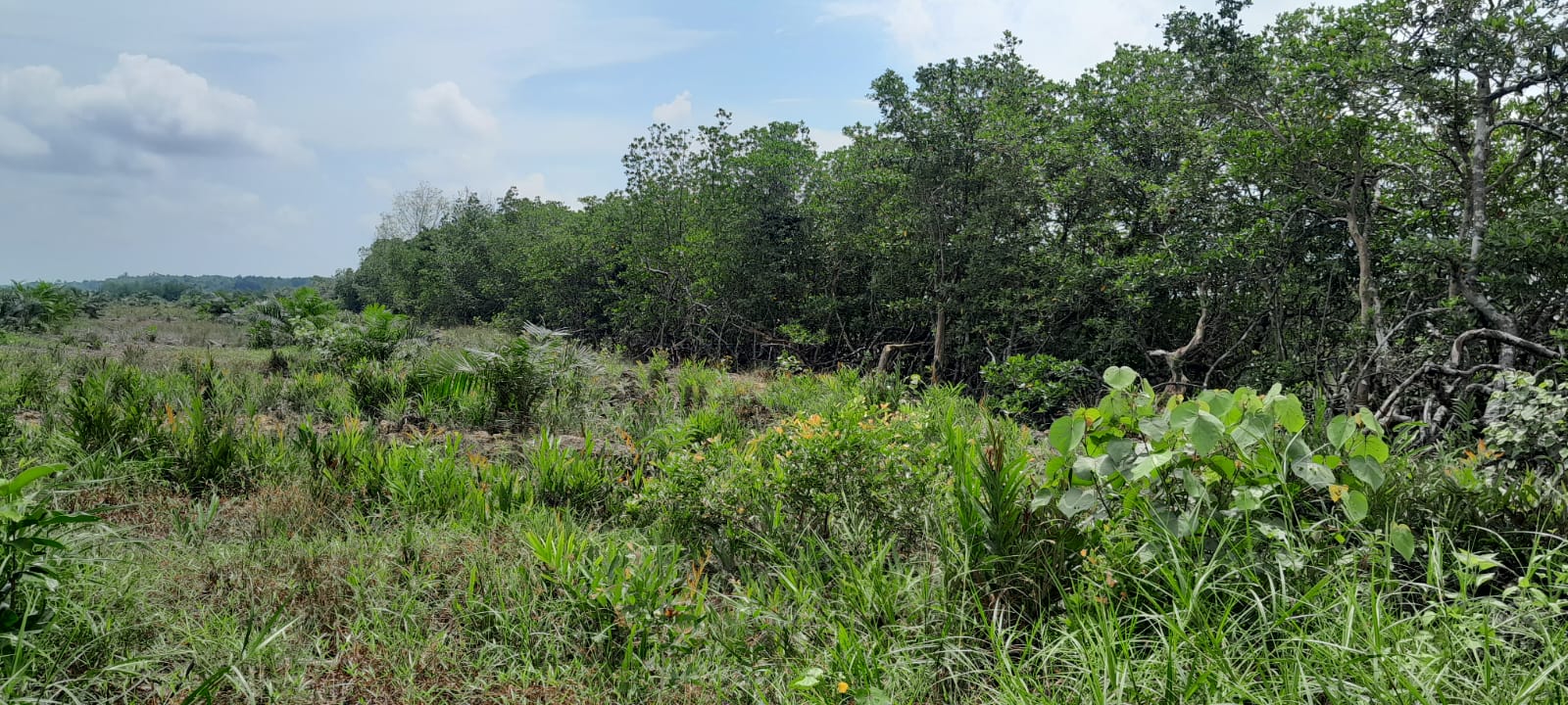 Hutan Mangrove Desa Bukit Layang Dibabat, KPH Bubus Panca Turun ke Lokasi