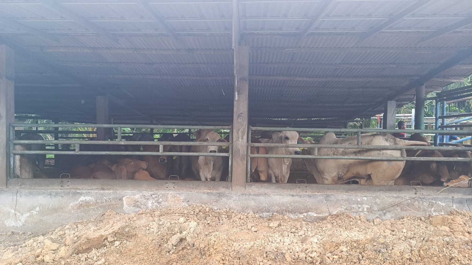 Penjualan Sapi Kurban di Bangka Tengah Alami Penurunan