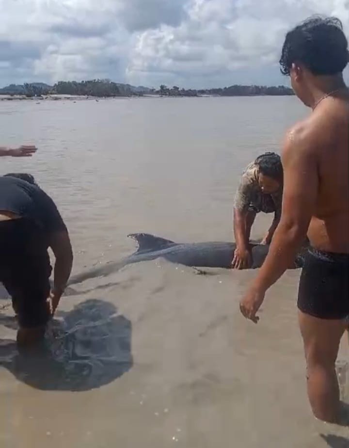 Tiga Lumba-lumba Terdampar di Pesisir Pantai Desa Rias Toboali