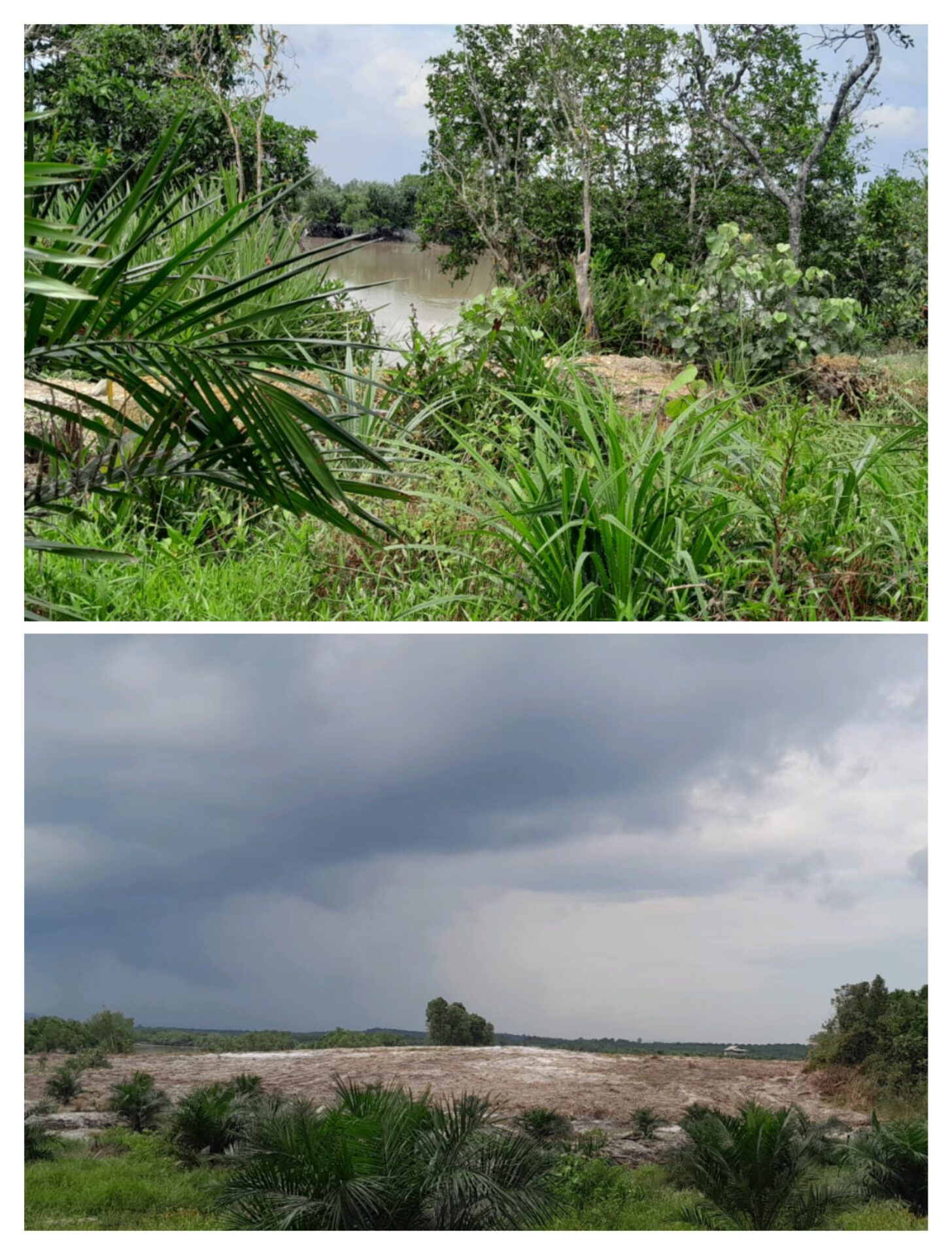 KPH Bubus Panca akan Telusuri Izin Lokasi PT MAS