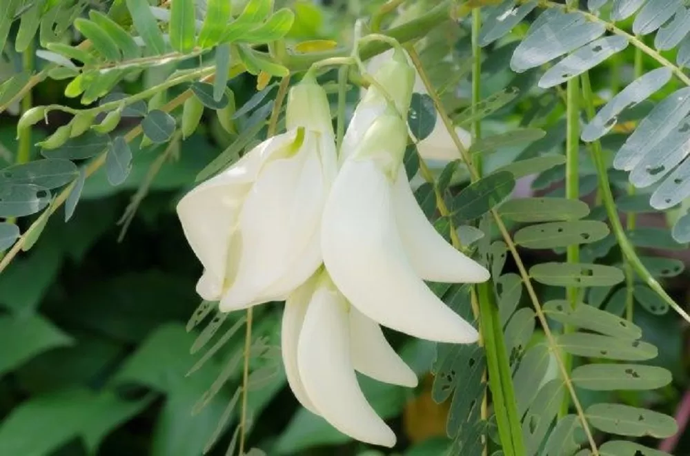 6 Manfaat Daun Turi, Membantu Mengatasi Sakit Tenggorokan dan Mengontrol Kadar Gula Darah