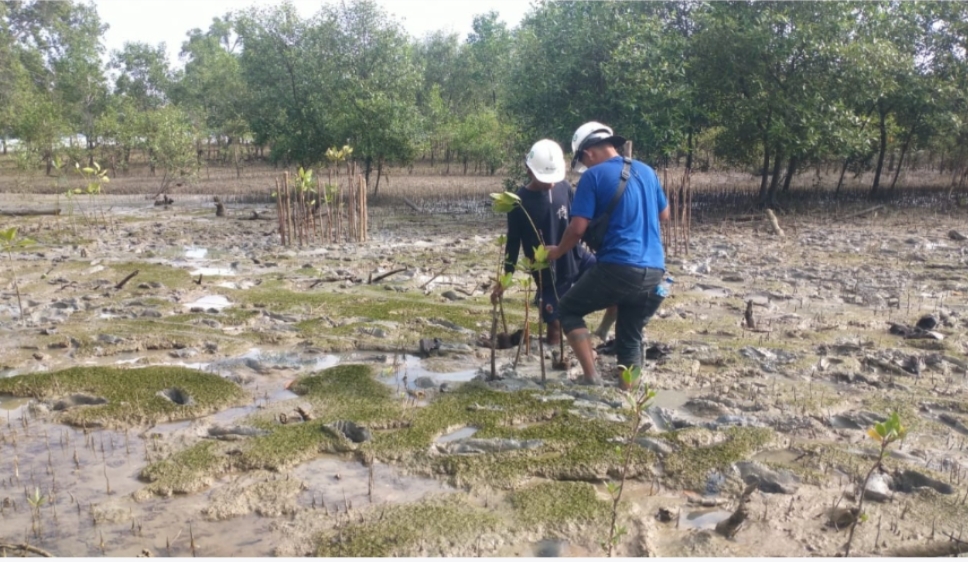 PT Timah Tanam Pohon Mangrove di Pantai Gemuruh