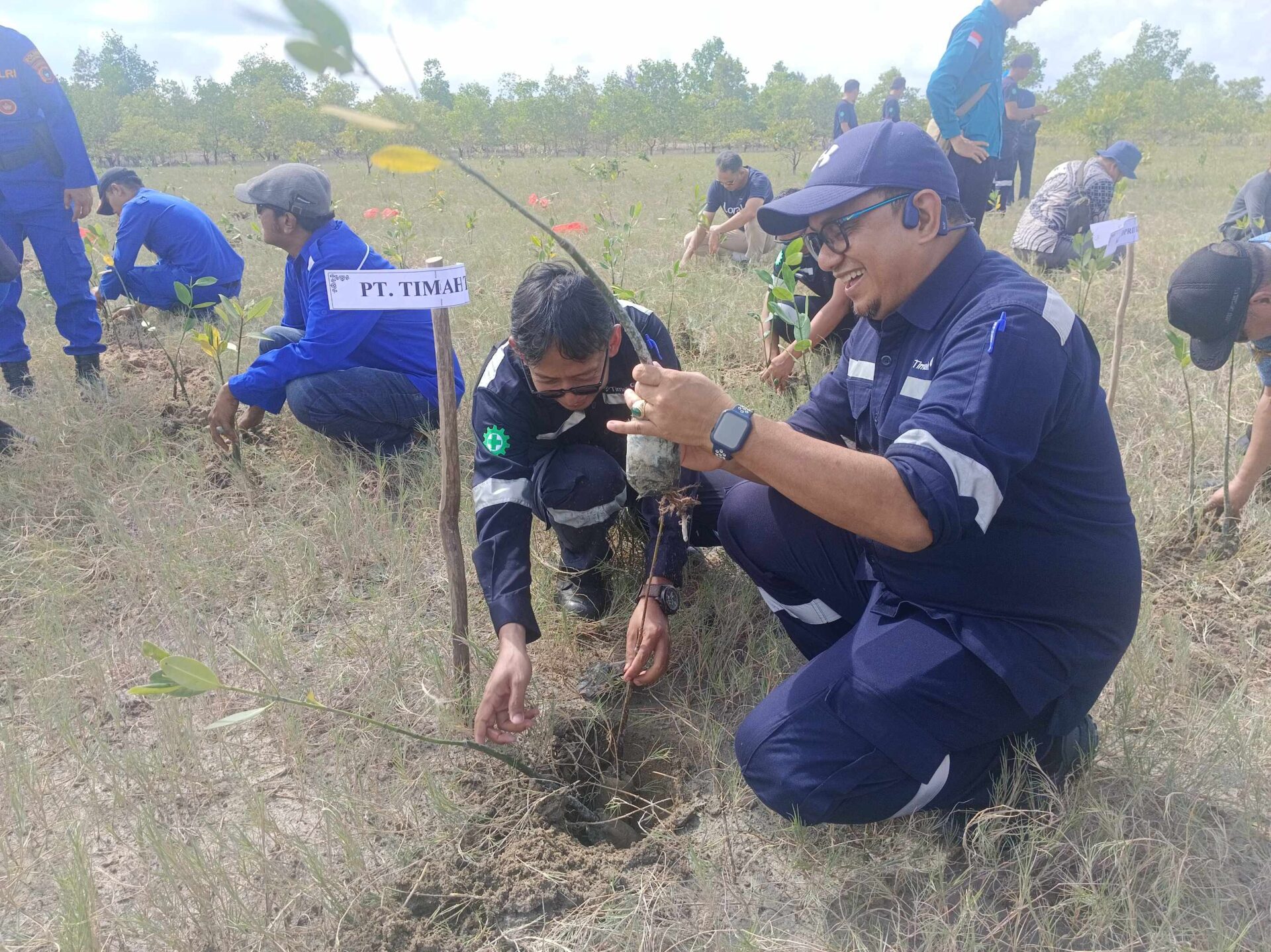 Kolaborasi dengan HNSI Bangka, PT Timah Tanam Ribuan Mangrove di Muara Tengkorak