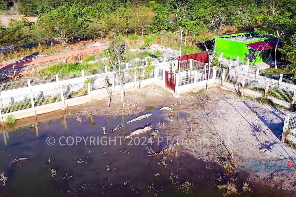 Habitat Buaya Terganggu Tambang Ilegal, Rehabilitasi Buaya di Kampoeng Reklamasi Air Jangkang Meningkat