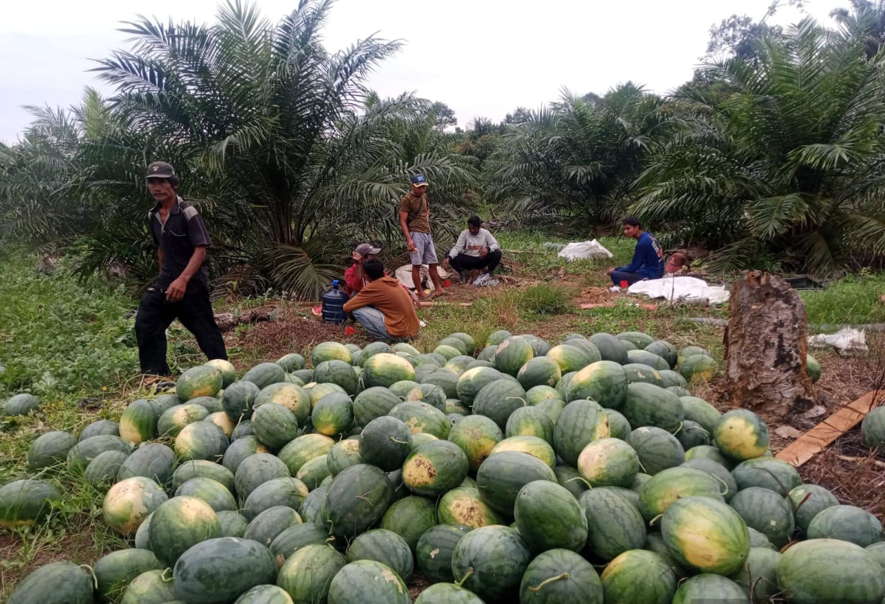 Berhasil Panen Semangka 17 Ton, Gapoktan Krio Panting Justru Sedih