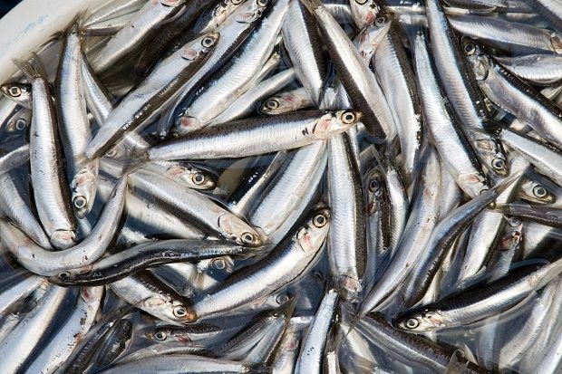 4 Potensi Budidaya Ikan Teri Air Tawar, Peluang Bisnis yang Menggiurkan