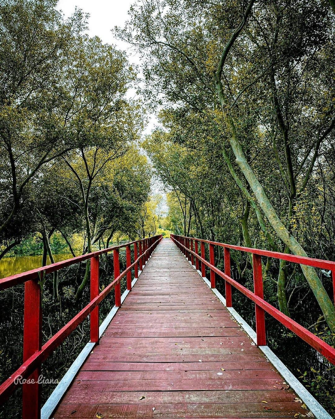 Pesona Keindahan Hutan Mangrove Pantai Lestari Karangsong, Wisata Edukasi Wajib Kalian Kunjungi