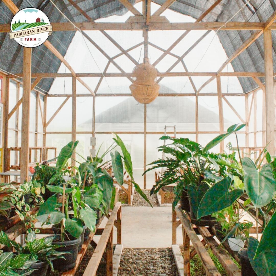 Pabuaran River Farm, Sensasi Petik Lemon Langsung di Kebun Bogor