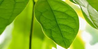 Kaya Antioksidan, Ini Dia 13 Manfaat Daun Alpukat untuk Kesehatan