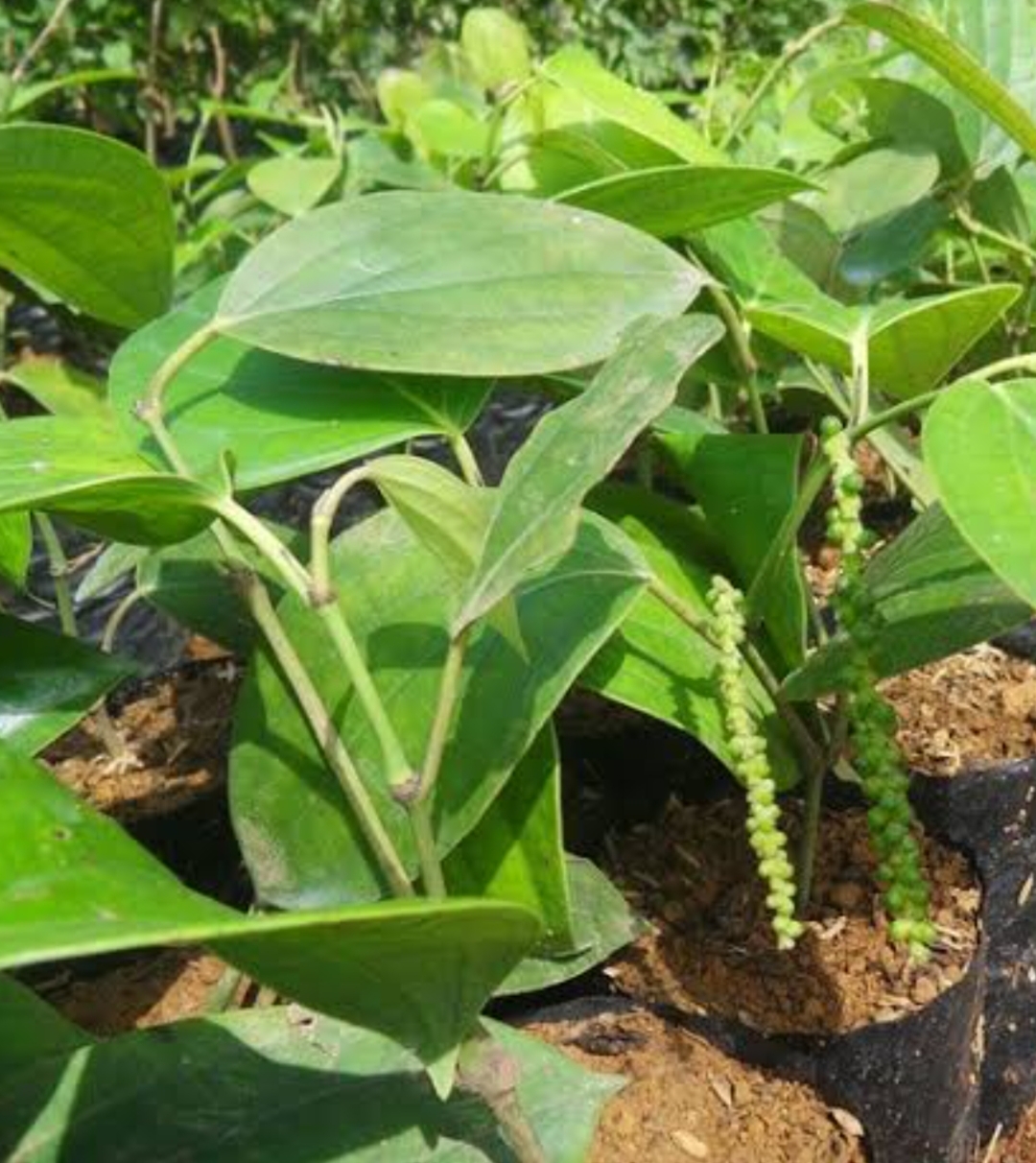 Meneropong Kembali Program, Jutaan Bibit Lada Pemerintah Provensi Babel Tahun 2019