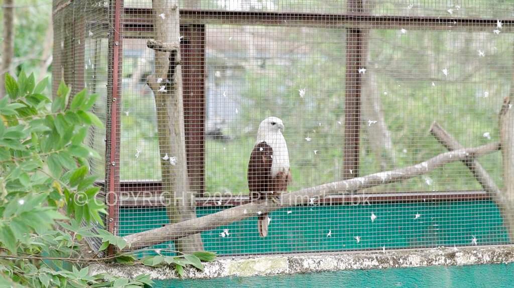 Konservasi Hewan Endemik dan Satwa Liar Dilakukan PT Timah Diseluruh Wilayah Operasi