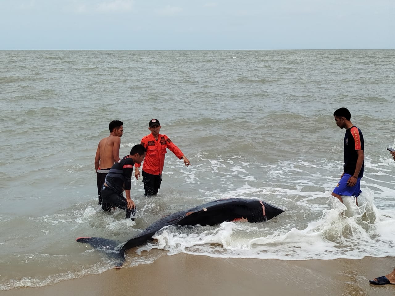 Terdampar di Pantai Sumur Tujuh, Lumba-lumba ini Berterimakasih Setelah Dievakuasi
