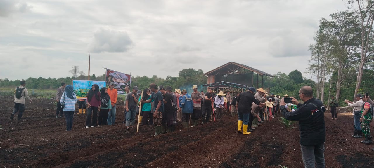 PT Timah Turut Tanam Jagung Serentak 1 Juta Hektar