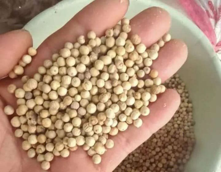 Banyak Petani Beralih ke Sawit, Toko Akim Kesulitan Mendapatkan Lada