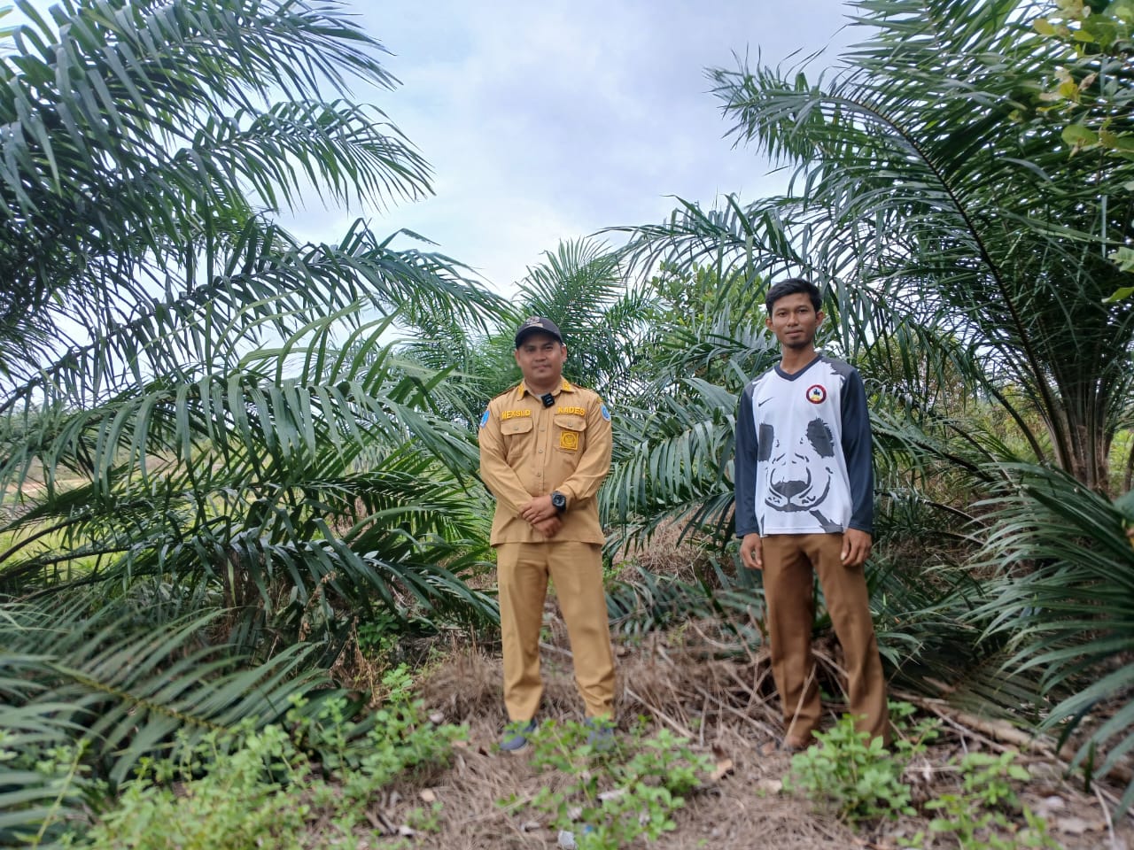 Pemdes Air Limau dan PT Timah Berhasil Ubah Lahan Bekas Tambang jadi Sumber APBDes