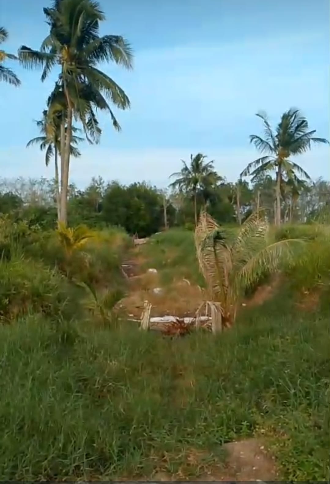 Tambak Udang di Bangka Tengah Tutup Siring Untuk Buang Limbahnya ke Laut