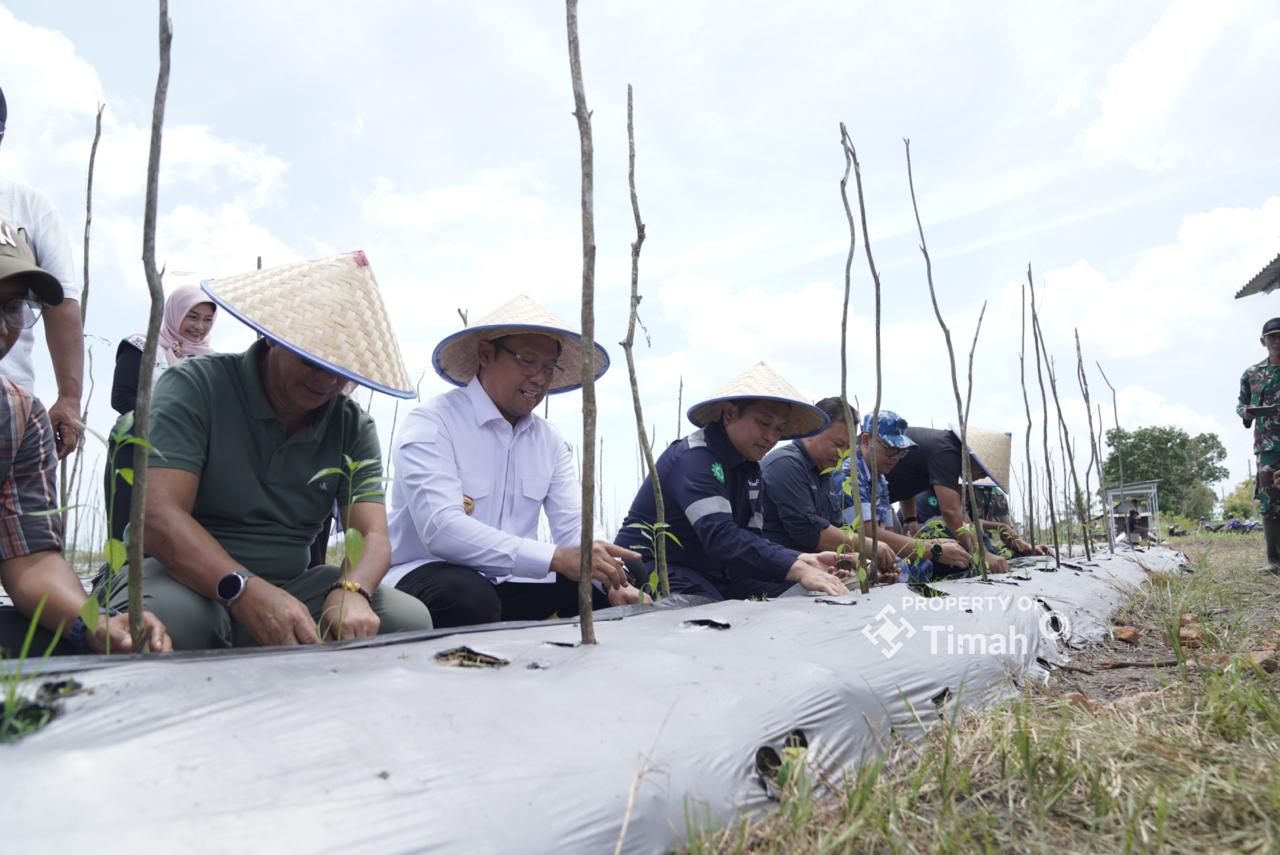 Panen Raya Bawang Merah di Beltim, Pj Gubernur Bangka Belitung Puji PT Timah