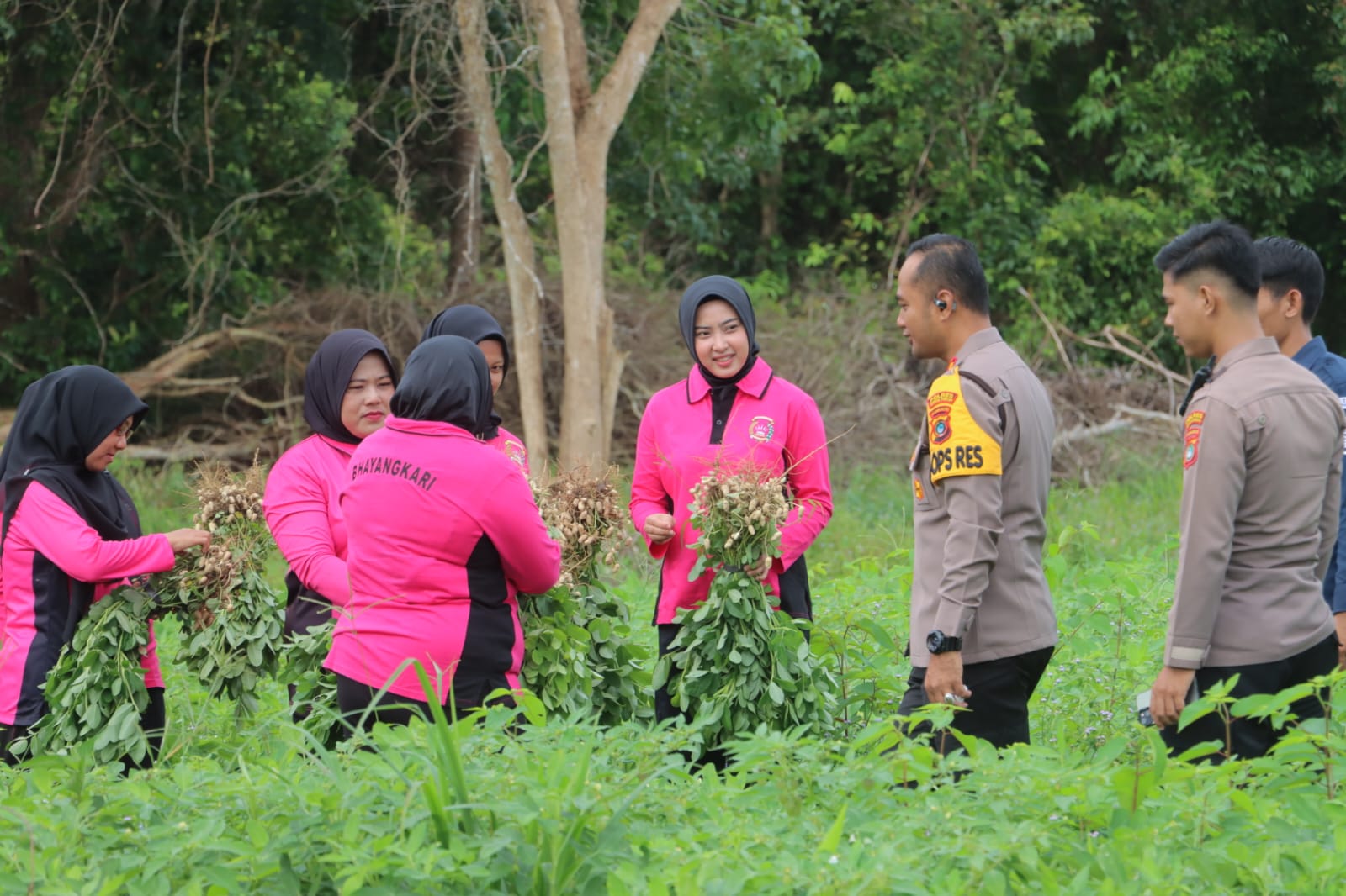 Polres Bangka Tengah Panen 800 Kg Kacang Tanah
