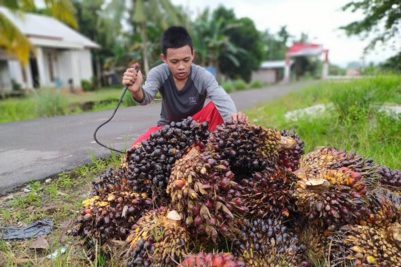 Petani Keluhkan Harga Sawit Bangka Tengah Berbeda dengan Palembang