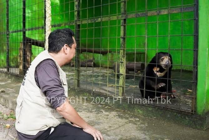 Tambang Timah Ilegal, Picu Serangan Buaya ke Manusia