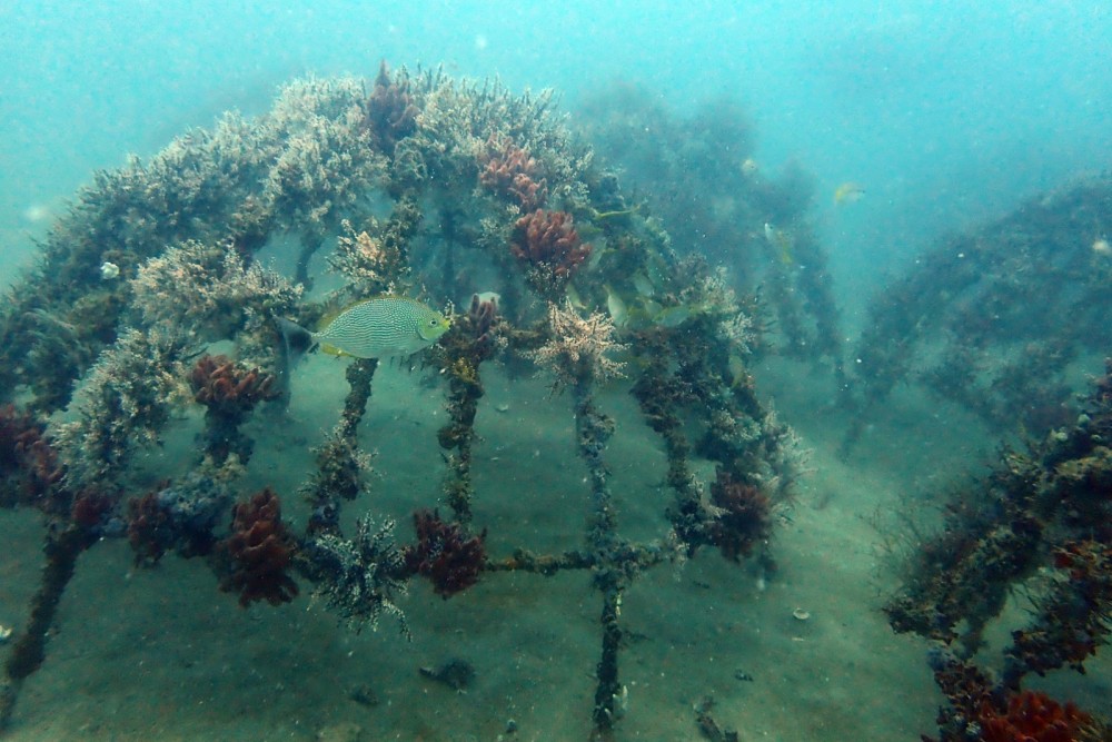 Artificial Reef di Rambak Mulai Dihuni Biota Laut